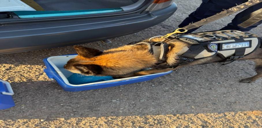 APREHENDEN A DOS CIUDADANOS CON TRES KILOGRAMOS DE MARIHUANA EN EL ESTADO SUCRE