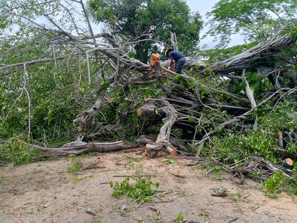 Imagen de BOMBEROS DE MACHIQUES DESPEJAN LA TRONCAL 6 TRAS CAÍDA DE ÁRBOL DE GRAN MAGNITUD